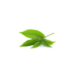 Herbilogy Green Tea Extract Powder (Teh Hijau) | VPharma