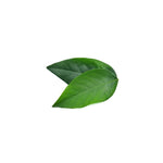 Herbilogy Sweet Leaf Extract Powder (Daun Katuk) | VPharma